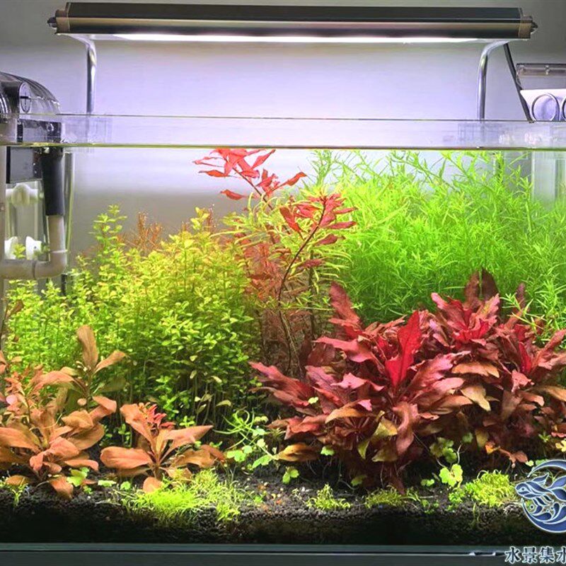 生态鱼缸水草缸草缸桌面小缸成品缸全套草缸水草套餐包养活送鱼
