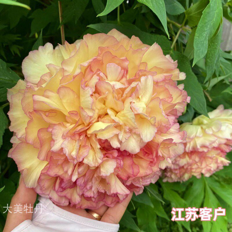 黄牡丹【金阁】晚花期 带香味 花重会垂头 花园庭院 洛阳重瓣牡丹