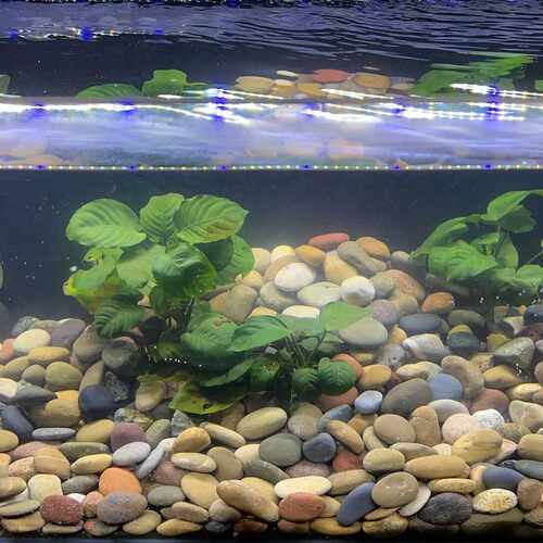 50斤包邮鹅卵石原石河卵石五彩石鱼缸鱼池铺路花园造景