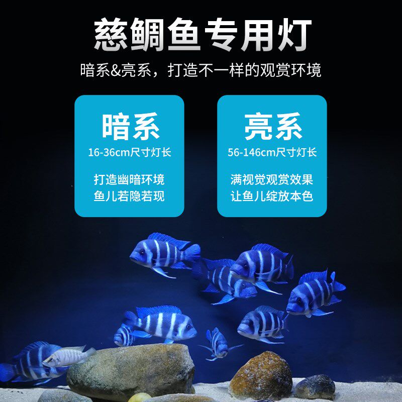 三湖慈鲷鱼灯LED专业灯引色增艳增色三湖鱼灯鱼缸水族箱发色潜水