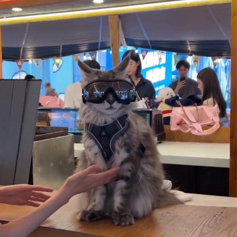 缅因猫饰品公猫帅气头饰拍照猫咪眼镜宠物用品狗狗防风护目太阳眼