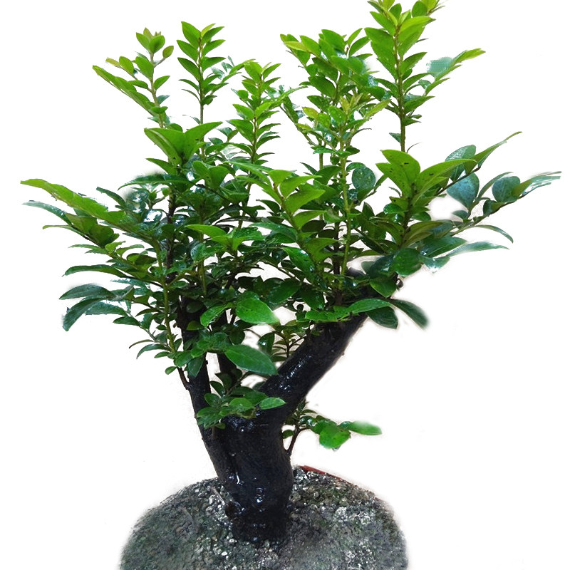 名贵小叶紫檀盆景树桩 办公桌绿植室内盆栽花卉四季青檀香木包邮