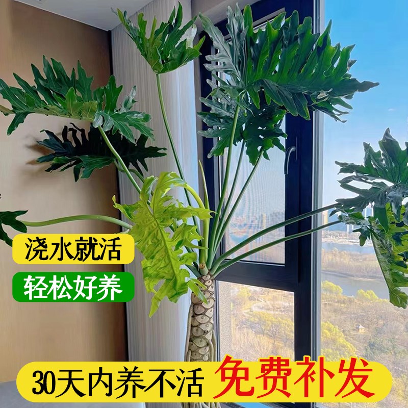 龙鳞春羽室内大型植物盆栽客厅办公室落地大号春雨绿植好养除甲醛