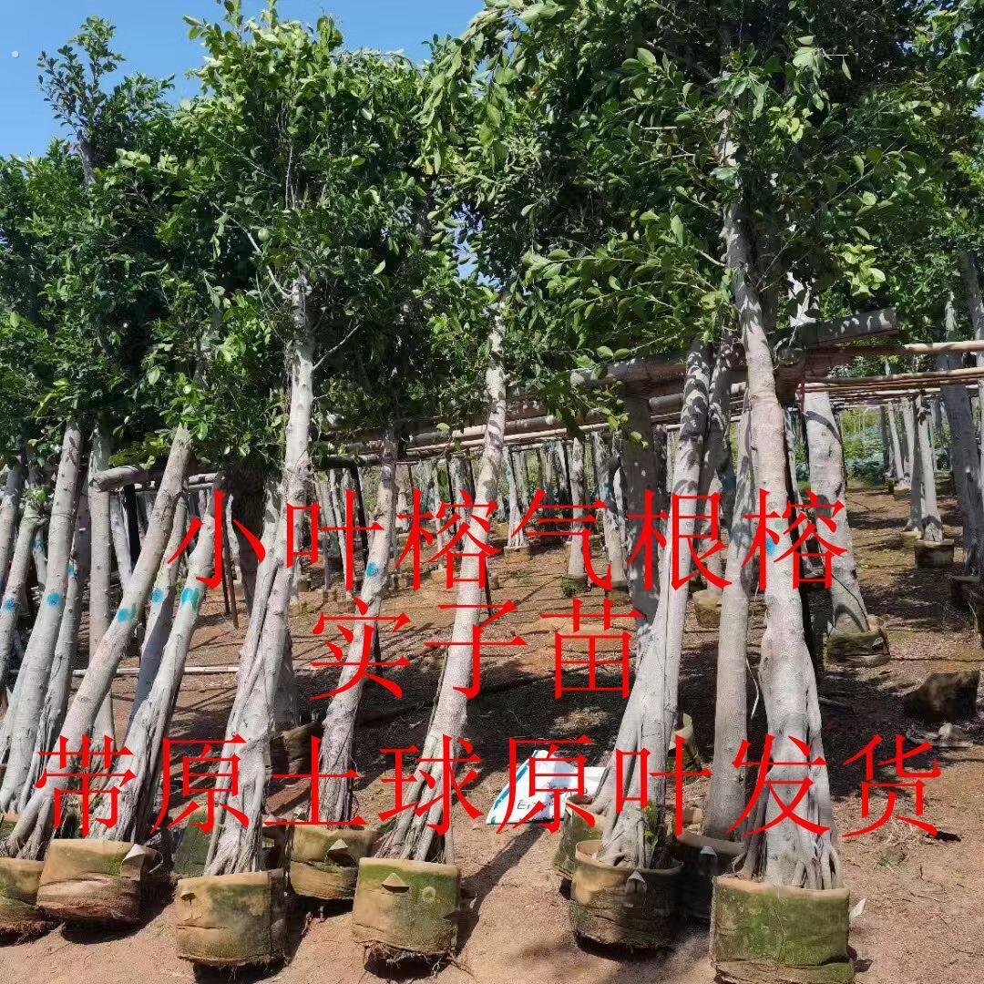 榕树小叶榕气根榕独木成林树苗带原土叶子发货四季常青绿化植物