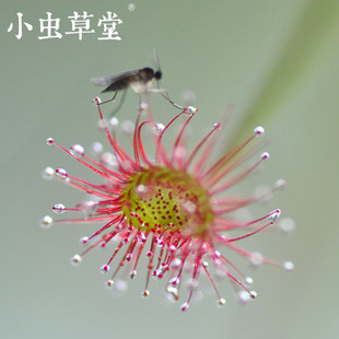 孔雀茅膏菜小虫草堂北领地黄大小肉饼珊瑚银匙食虫植物盆栽花驱蚊