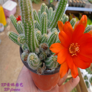 鼠尾掌 仙人指 白檀 多肉毛毛虫会开花的仙人掌办公桌盆栽