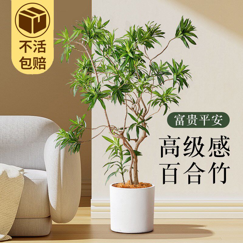 金心百合竹客厅真绿植室内大型植物盆栽龙血树网红金边百合竹盆景