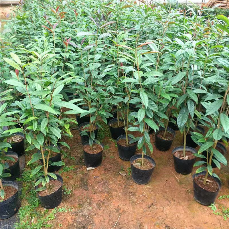 金花茶苗防城金花茶树名贵种金花茶树苗