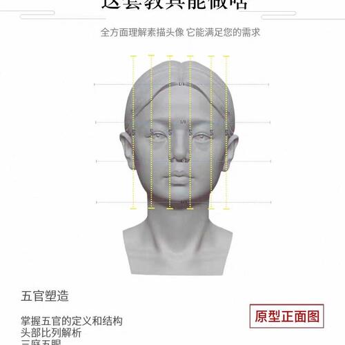 甄选头头是道头像教具头骨石膏头像美术写生教具小型雕塑素描摆件