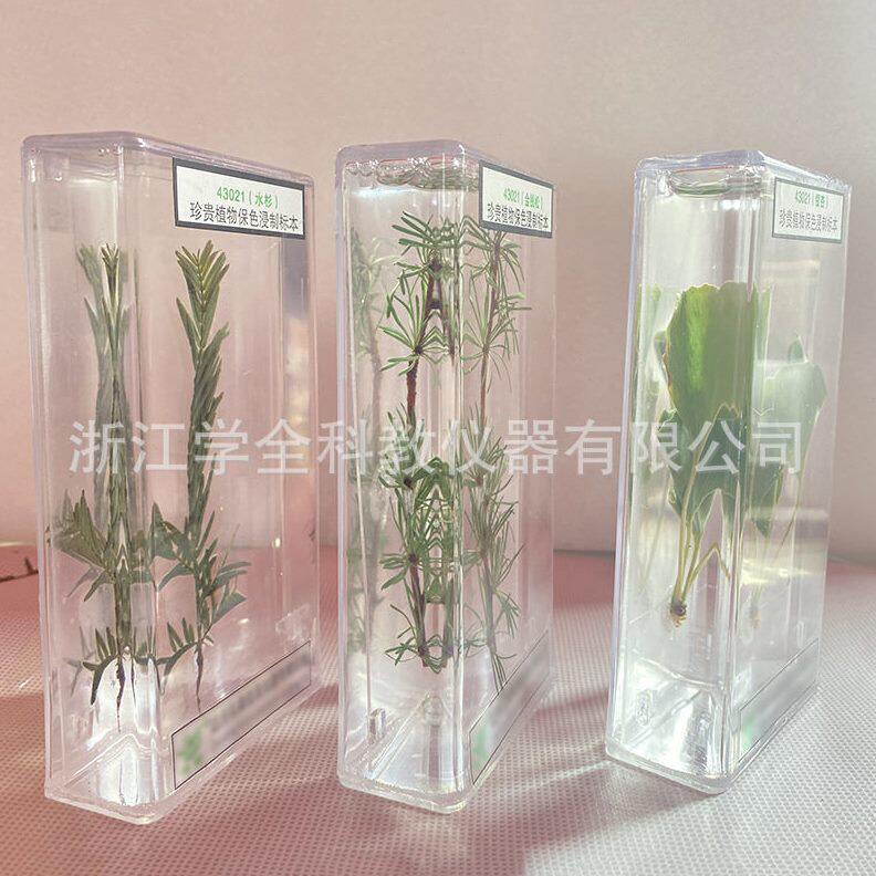 甄选珍贵植物标本有机树脂中学科普教具仿琥珀工艺品幼儿园教学展
