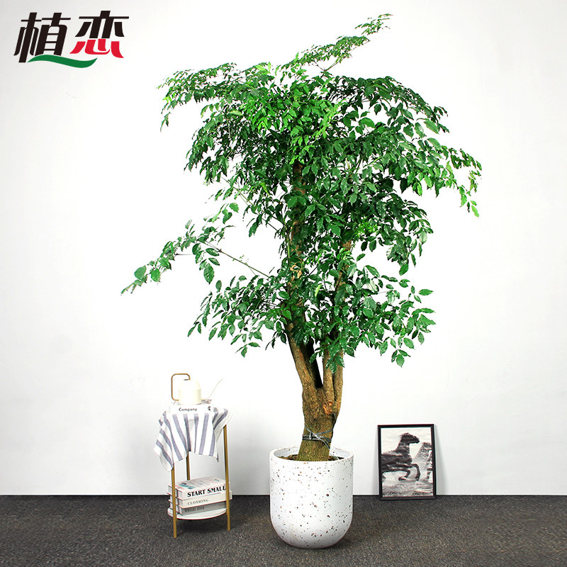 幸福树室内大盆景盆栽开业送礼植物走廊前台接待绿植 宁波慈溪
