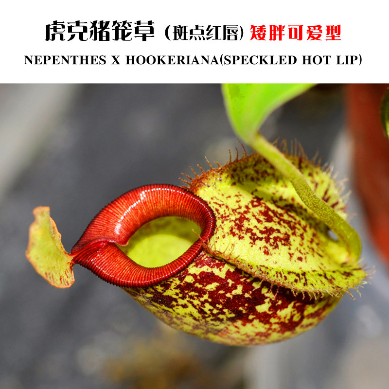 虎克猪笼草小虫草堂食虫植物食人花盆栽卧室花卉含羞草室内捕蝇草图片