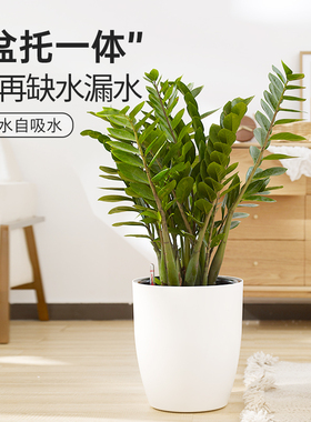 大绿萝花盆自动吸水北欧落地客厅懒人家用圆形大号花盆白色塑料盆