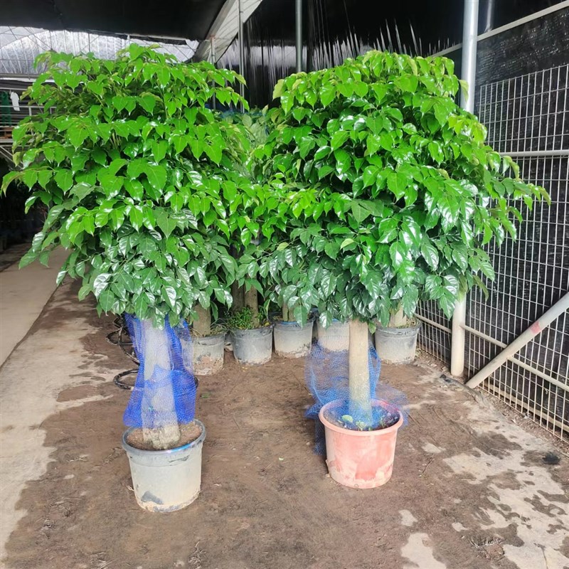 幸福树大型单杆绿宝幸福树富贵树喜阳阳台露台室外耐晒植物深圳市