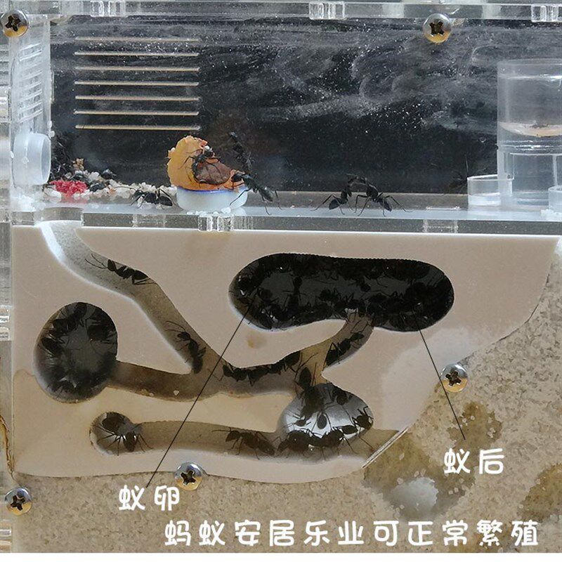 能繁殖的蚂蚁工坊 蚂蚁城堡 宠物蚂蚁庄园蚂蚁沙堡沙巢蚂蚁部落