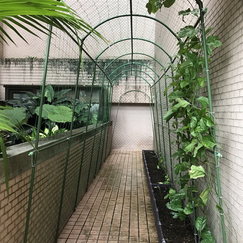 包邮弯顶拱形爬藤花架户外阳台黄瓜百香果葡萄架带网简易攀爬架 - 实物图