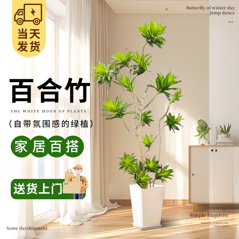 百合竹客厅造型绿植室内大型落地式大盆栽办公室四季常青真花植物