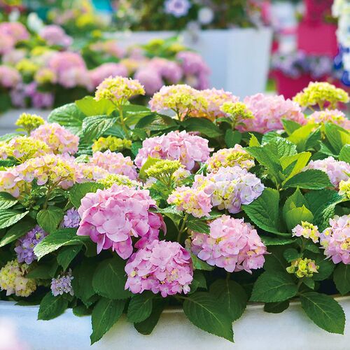 【新老枝开花】虹越大花绣球花苗盆栽多季开花阳台庭院花境好养活