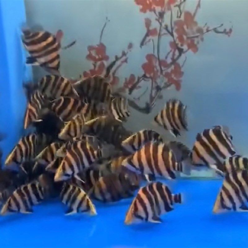 泰北虎鱼三纹高身苏虎四纹虎鱼练手杂纹虎印尼虎鱼特惠热带观赏鱼