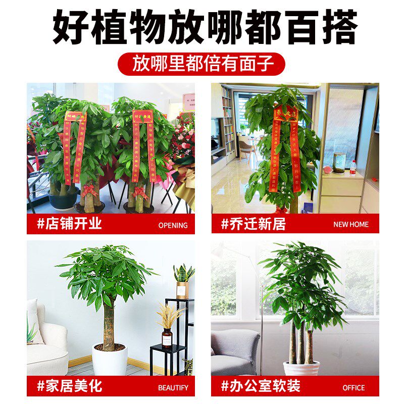 发财树客厅大盆栽2024新款圆叶摆件盆景阳台庭院带花盆乔迁旺宅树
