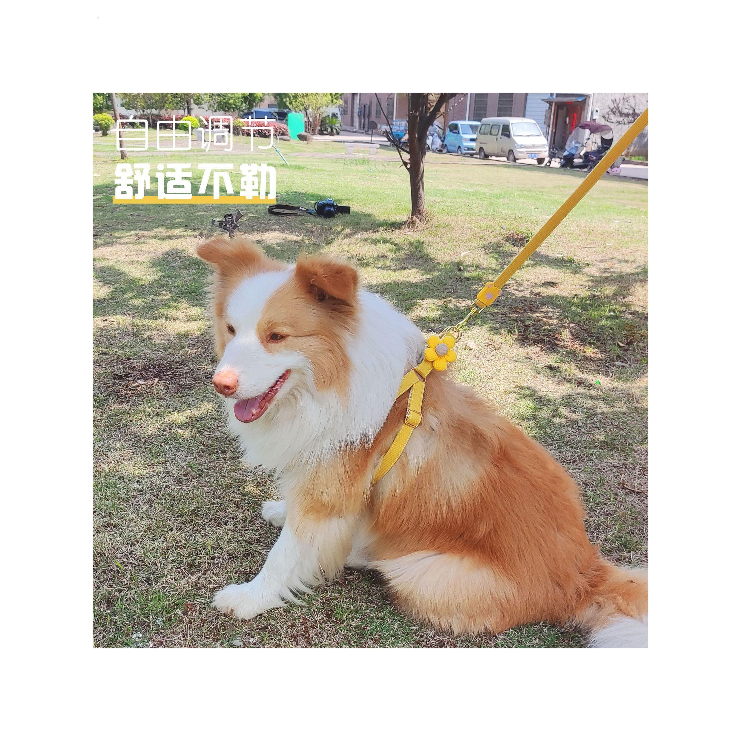 新款狗狗牵引绳中小型犬胸背带绳狗炼狗绳子溜猫绳宠物外出牵引绳