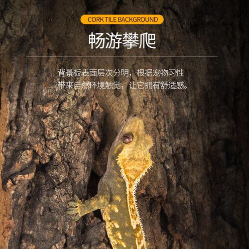 新派WACOOL玩酷爬宠造景树皮背景板雨林缸爬缸饲养箱天然橡树皮