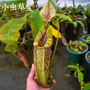 黛瑞安娜猪笼草小虫草堂食虫植物盆栽巨型扑捕苍蝇大型超大驱蚊