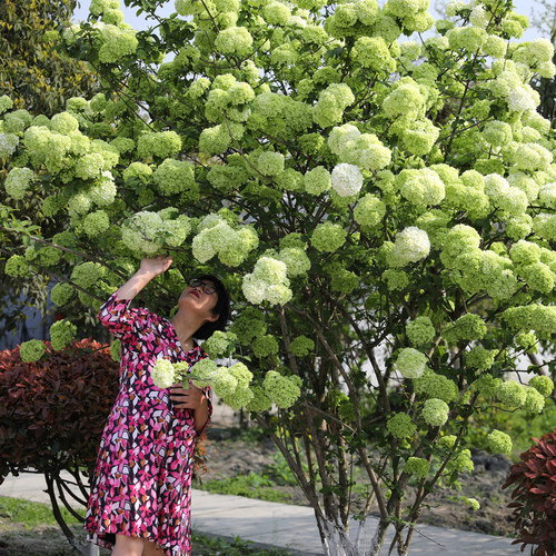 海蒂的花园中华木绣球斗球灌木花卉庭院大型造景木本植物盆栽树苗