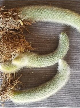 多肉植物仙人掌科仙人柱猴尾柱软毛猴尾巴九尾狐阳台净化空气盆栽