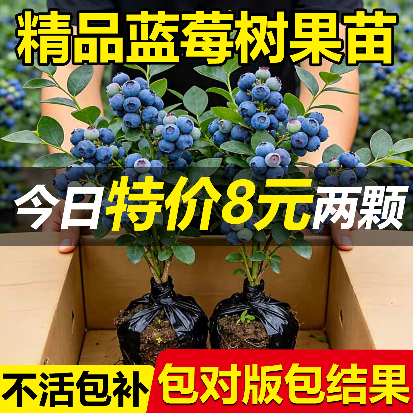 蓝莓树果苗盆栽带果发货特大号蓝莓苗盆栽地栽南北方种植当年结果
