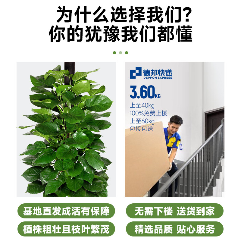 大叶绿萝柱大颗盆栽客厅绿植室内吸甲醛净化空气开业送礼四季好养