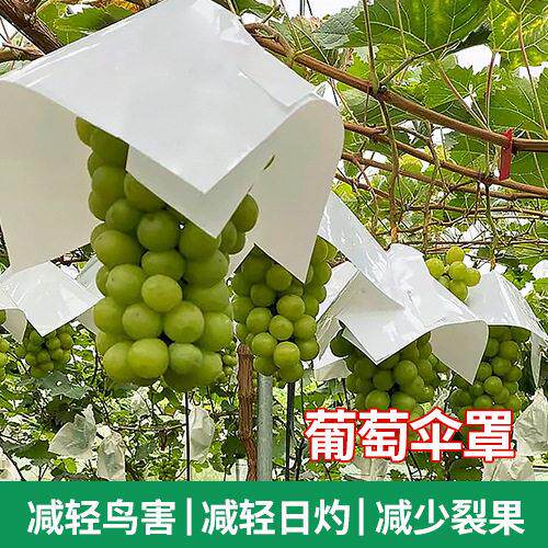葡萄套袋纸袋葡萄防日灼伞罩阳光玫瑰防水伞夏黑防晒伞防鸟伞巨峰