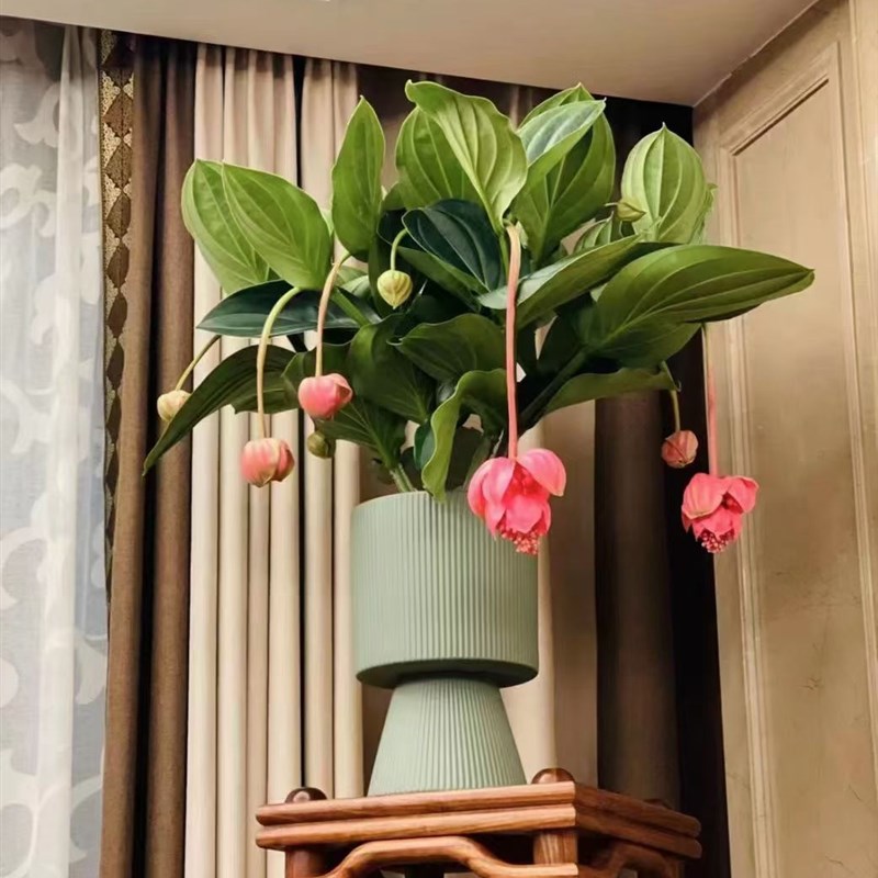 宝莲灯花室内花卉 花期3-5个月 结婚 搬家 开业 花篮