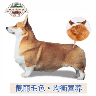 柯基成犬狗粮营养润毛大屁股科基狗粮柯基成犬30斤柯基犬专用狗粮