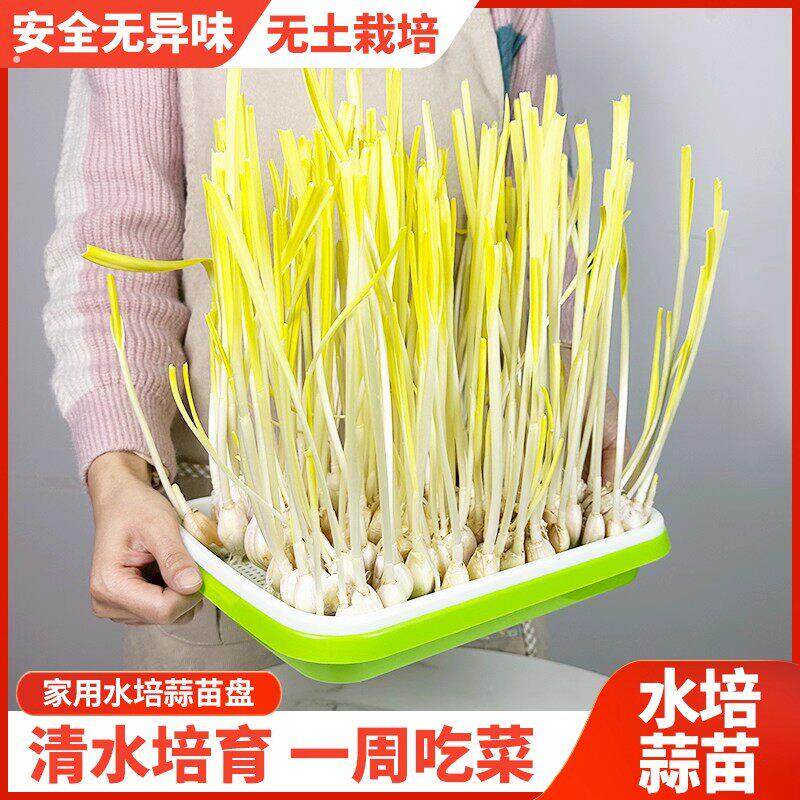 蒜苗蒜黄种植盆发豆芽菜芽苗菜家用育苗盘盒专用水培器皿种蒜神器