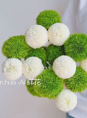 清爽治癒系绿色绿毛球鲜花白色乒乓菊混搭插花绿石竹鲜切云南直发