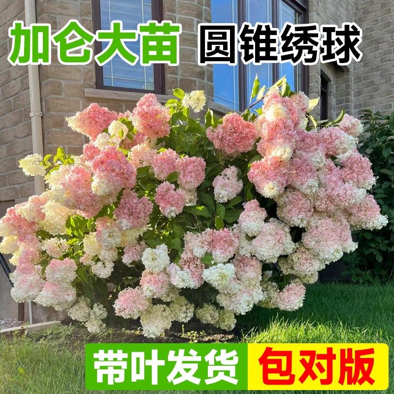 圆锥绣球花苗香草草莓夏日美人四季大苗花卉室外庭院植物盆栽开花