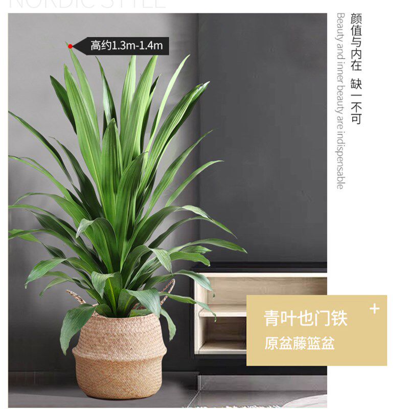 青叶也门铁大型室内外观叶绿植盆栽四季常青净化空气好养耐阴昆明