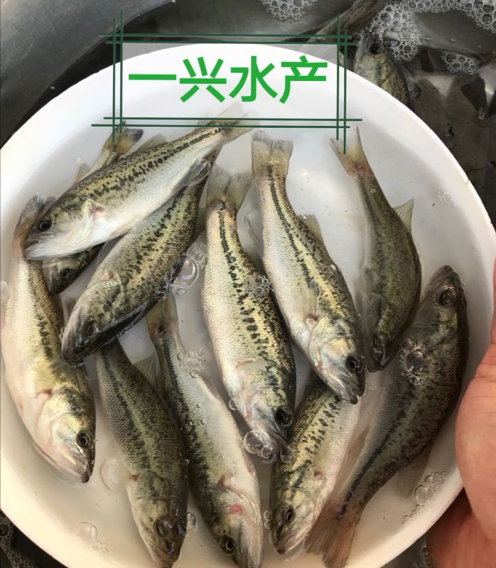 优质鲈鱼苗 加州鲈鱼大规格 路亚苗 大口黑鲈冷水包活包邮淡水