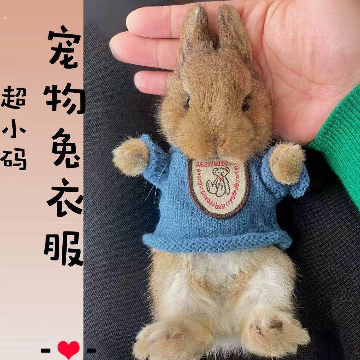 宠物小兔子穿的衣服超小码可爱四季款侏儒兔幼兔荷兰猪豚鼠专用品