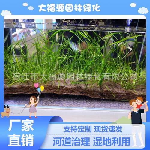 厂家直供人工生态河床种植毯沉水植物草垫水下森林沉床