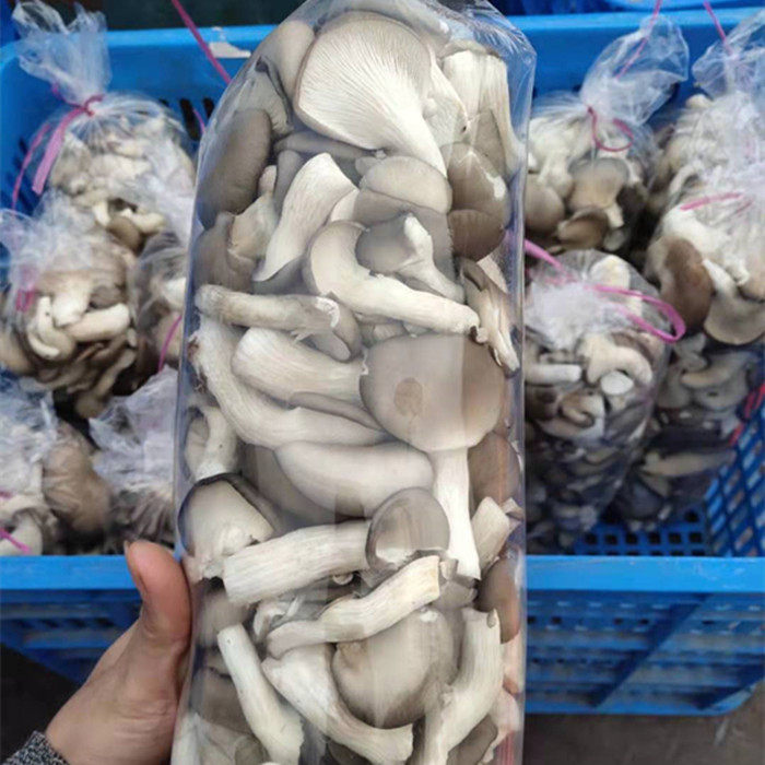 秀珍菇鸡防菌姬菇金针菇防雾保鲜菇杏鲍袋香菇枞水滴包装薄膜袋