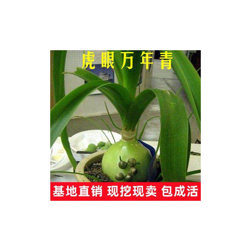 可食用药用虎眼万年青植物四季长青盆栽种球海葱玻璃球花卉旱三七