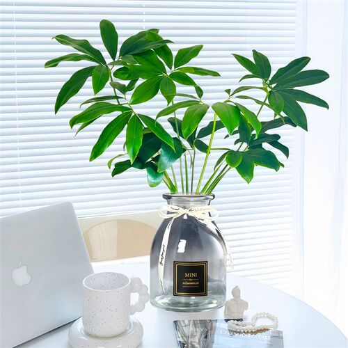 印第安羽毛水培植物室内好养五子登科绿植盆栽办公室桌面四季好养