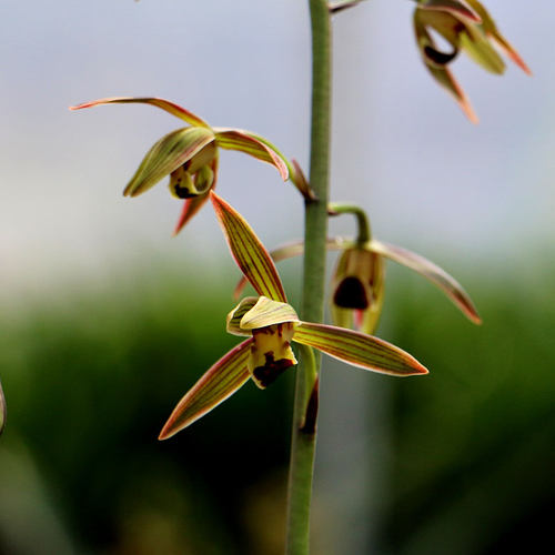 【团购】翁源兰花【银托】墨兰  好养室内绿植花卉盆栽