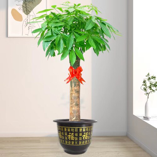大发财树盆栽客厅绿植室内大型植物办公室观叶吸甲醛净化空气乔迁