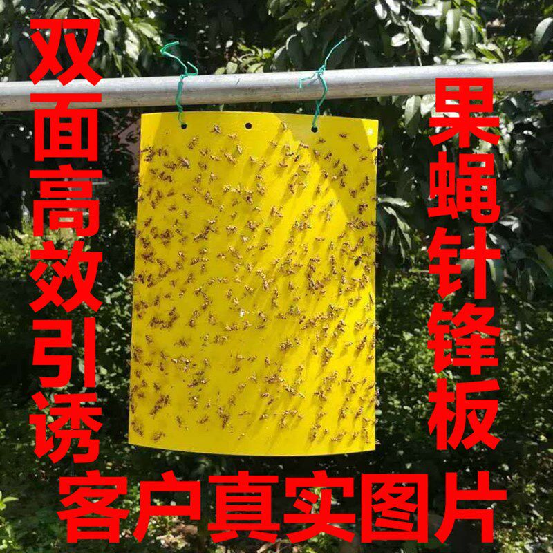 双面果蝇针蜂粘粘虫板板瓜实蝇粘胶板诱粘板果蝇引诱剂桔小实蝇性