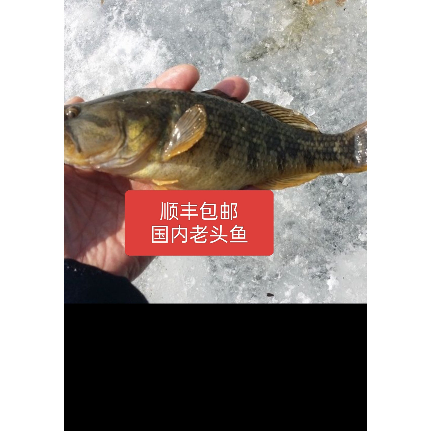 老头鱼黑龙江东北鲜活河鱼新鲜山胖头包邮全国发包邮