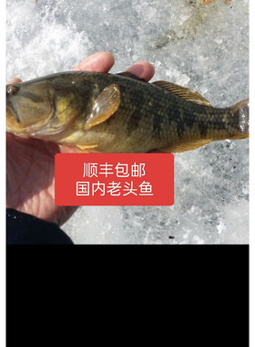 老头鱼黑龙江东北鲜活河鱼新鲜山胖头包邮全国发包邮