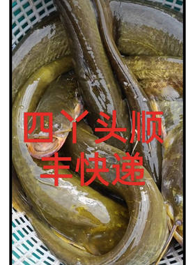 东北纯江鲶鱼4斤52食用鲜活黑龙江鲶鱼淡水鱼鲜活速冻特价包邮